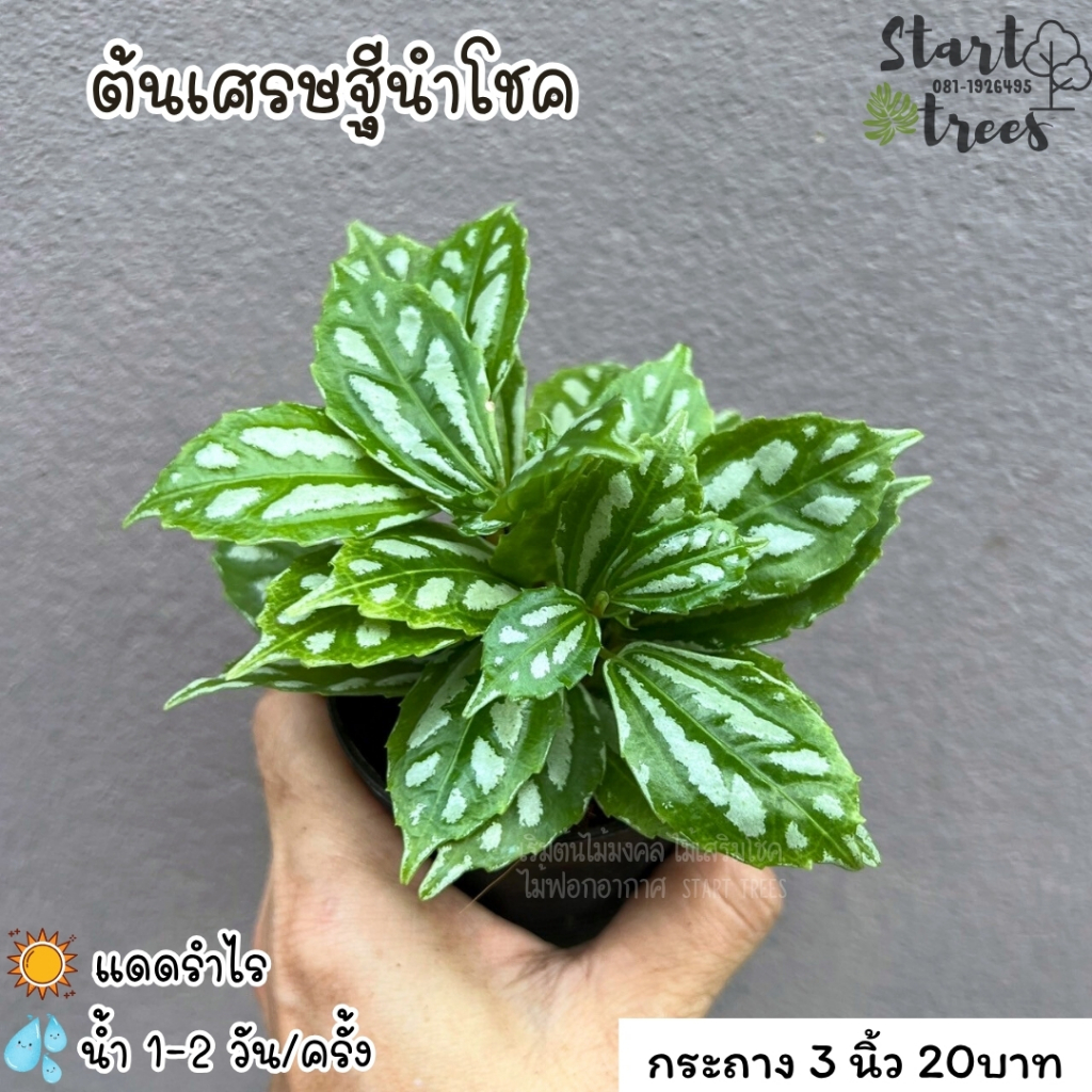 ต้นเศรษฐีนำโชค ซื้อ 5 ต้น แถมปุ๋ย