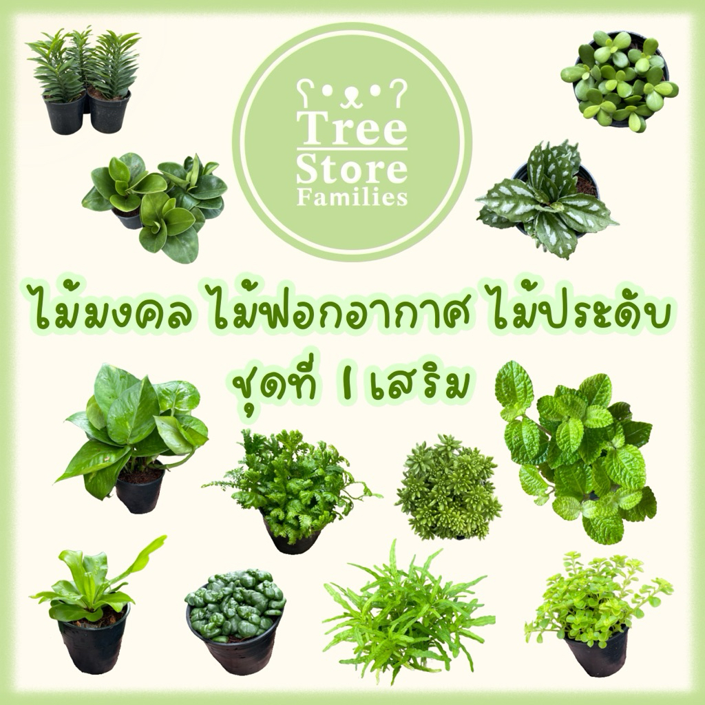 ต้นไม้มงคล ไม้ฟอกอากาศ และประดับ  (ชุดที่ 1 เสริม) *สั่งซื้อขั้นต่ำ 2 ต้น*
