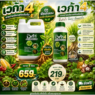 เวก้า4 เวก้าสาหร่ายเขียว ใบเขียวใหญ่ เร่งโต ต้นสมบูรณ์ เร่งแตกกอ ขยายกอ แช่เมล็ดพันธุ์ ขนาด1ลิตร และ4ลิตร