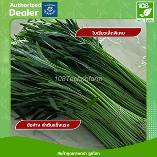 ผักบุ้งจีนตะเกียบดำ เมล็ดพันธุ์ผักบุ้งจีน ตราลูกโลก ขนาด 1 กิโลกรัม