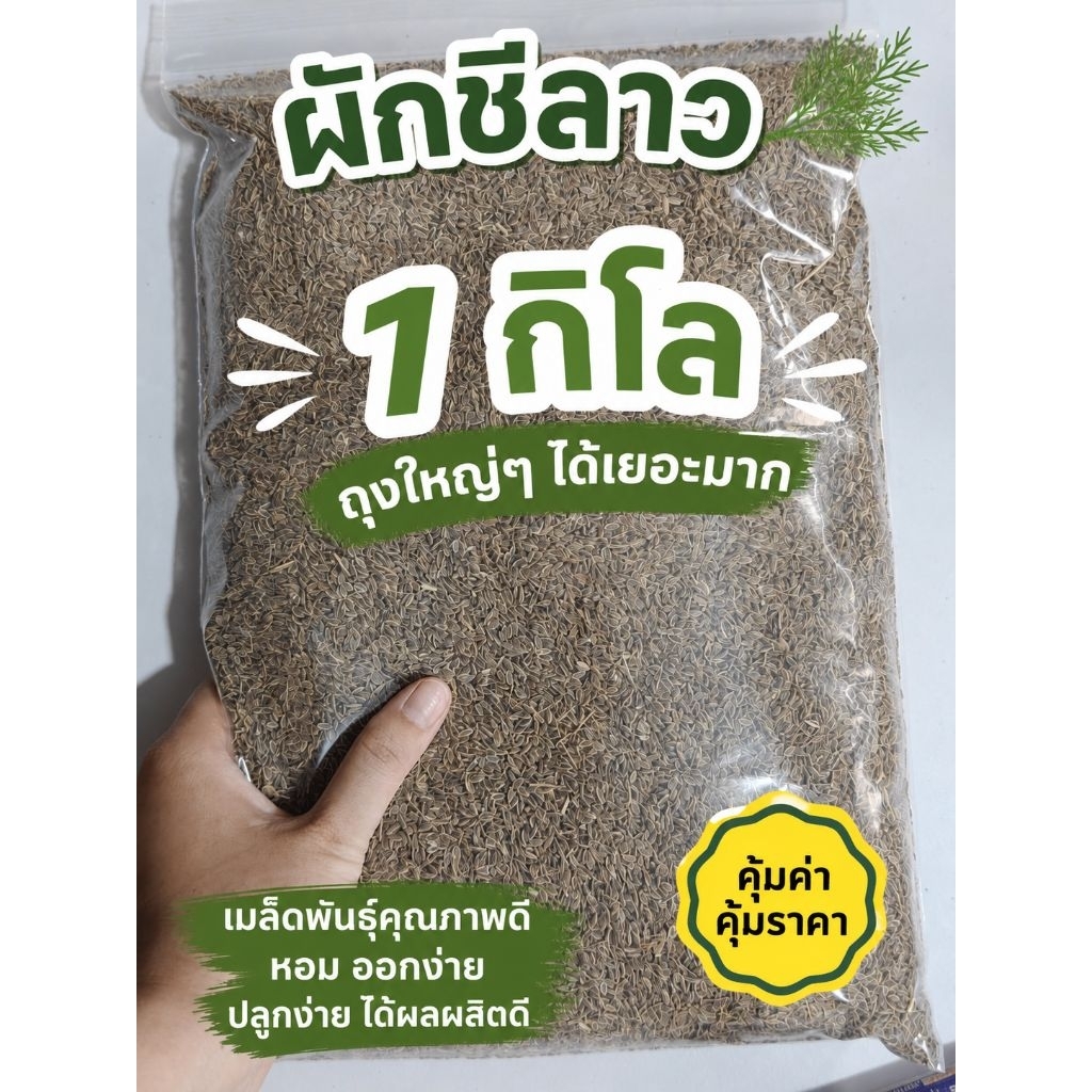 ผักชีลาว 1กิโล เมล็ดใหม่เก็บไว้ได้นานอัตราการงอกดี