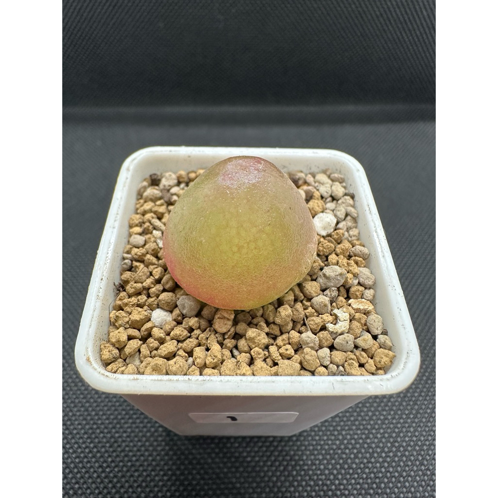 ต้นเยลลี่ โคโนไฟตัม เบอเกอรี่ conophytum burgeri ขนาดต้น2cm.ขึ้น ส่งพร้อมกระถาง ไม้อวบน้ำ