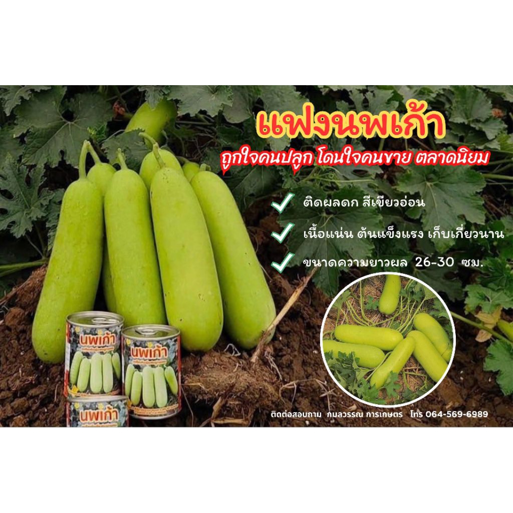 แฟงนพเก้า แบบซองทดลองปลูก แฟงผลดก แฟงลูกผสม