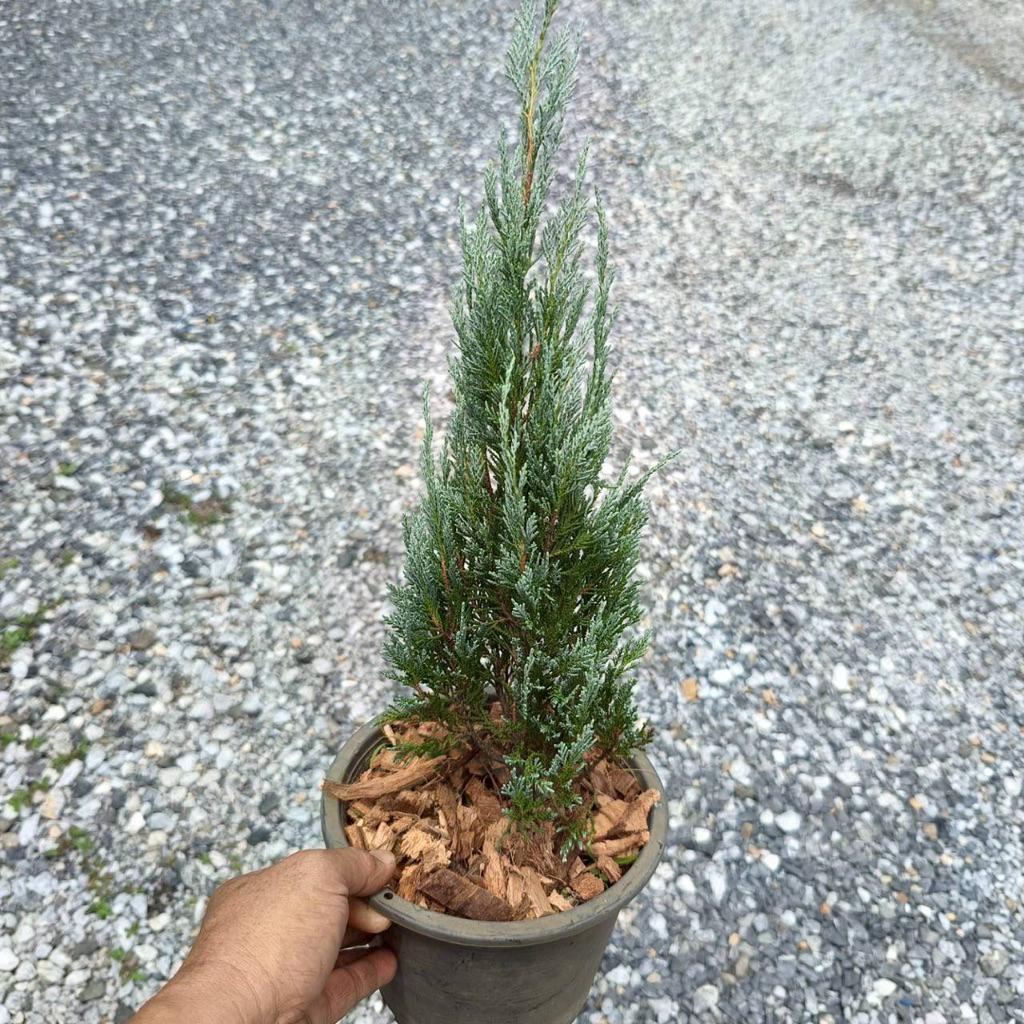 ต้นสนบลู (Chamaecyparis lawsoniana)🌲กระถาง 8 นิ้ว ไม้ใบฟ้าแนวเมืองนอก น่าสะสม