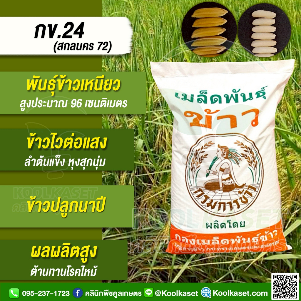 เมล็ดพันธุ์​ข้าว ข้าวเหนียว สายพันธุ์ใหม่ล่าสุด กข.24 กรม นาปี ต้นเตี้ย ผลผลิตสูง หอม นุ่ม 25 กก. คูลเกษตร ไรซ์ KR177