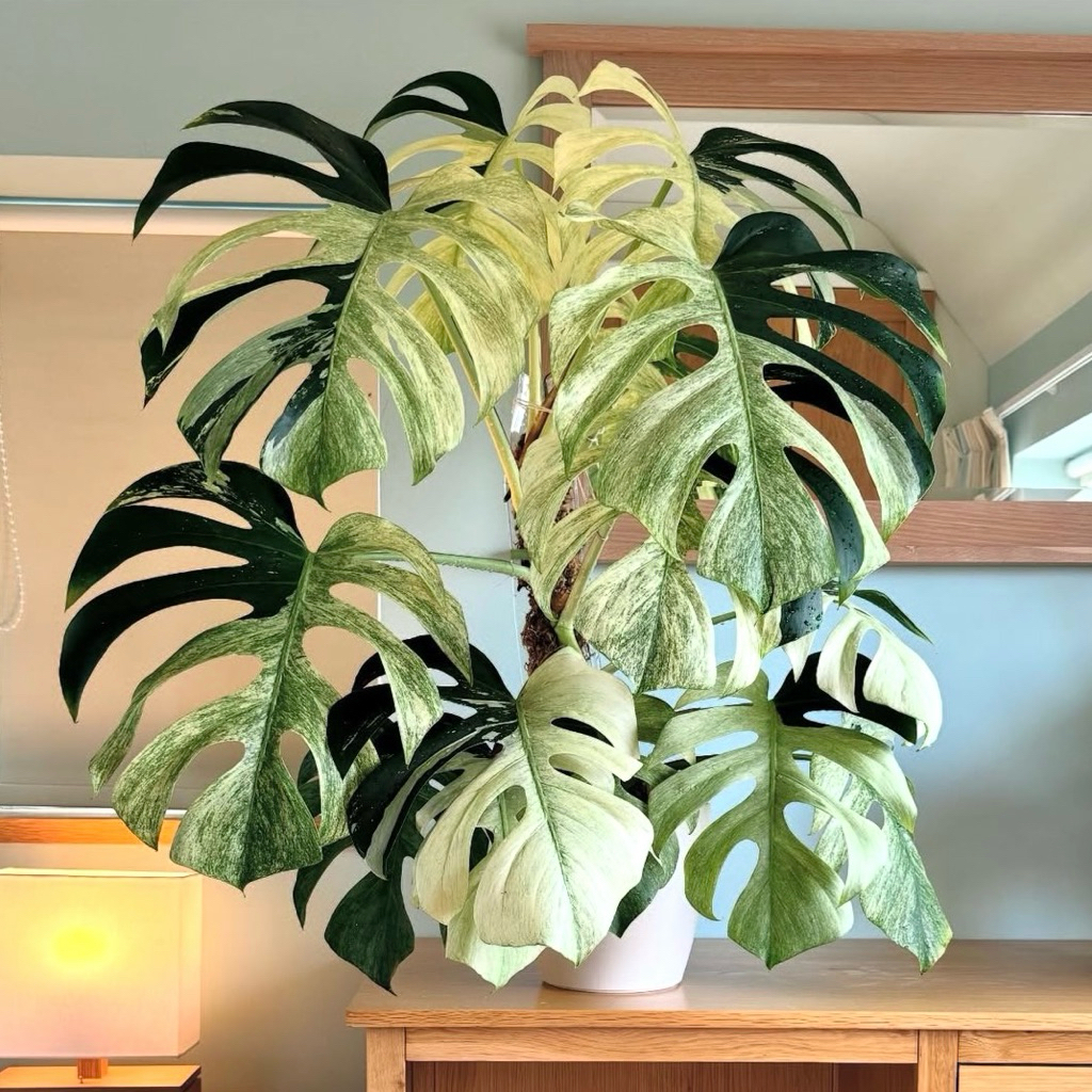 Monstera Deli x Borsi mint/Monstera mint/มอนสเตอร่ามิ้นท์
