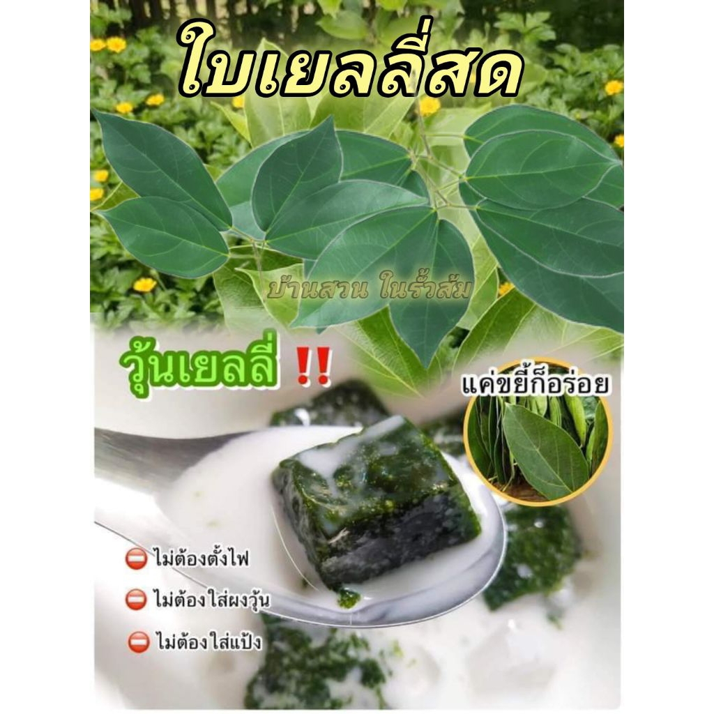 ใบเยลลี่เขียว หรือ เฉาก๊วยเขียว (Cincau Hijau) ชุดละ 40 ใบ