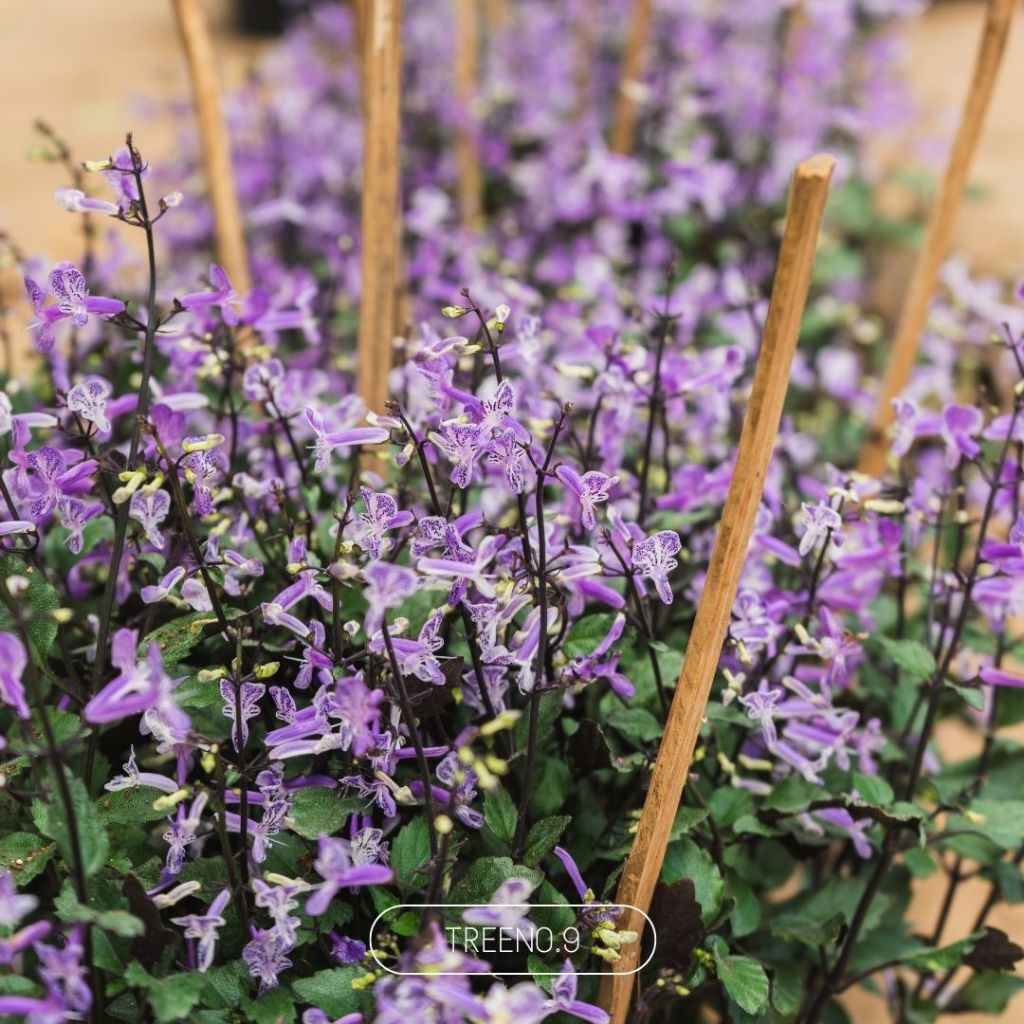 Treeno.9 อาจูก้า ม่วงมณี Mana Lavender กระถาง 8 นิ้ว สูง รูปที่ 4