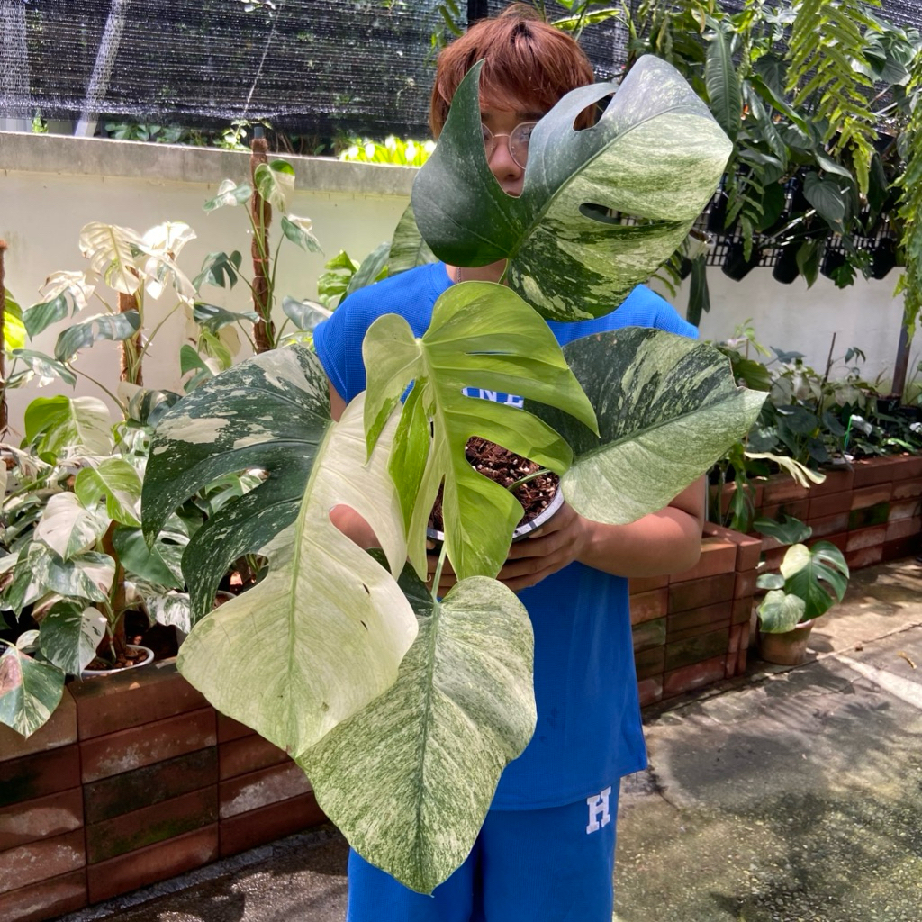 มอนสเตอร่า มิ้นท์ (Monstera Mint) คือพืชในตระกูลมอนสเตอร่าที่มีลักษณะด่างเป็นสีเขียวอ่อน หรือสีเขียวอมเทาคล้ายสีมิ้นท์