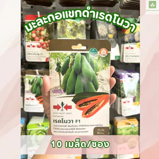 เมล็ดพันธุ์มะละกอ ซองเล็ก มีครบ! มะละกอแขกดำ มะละกอฮอลแลนด์ ศรแดง เจียไต๋