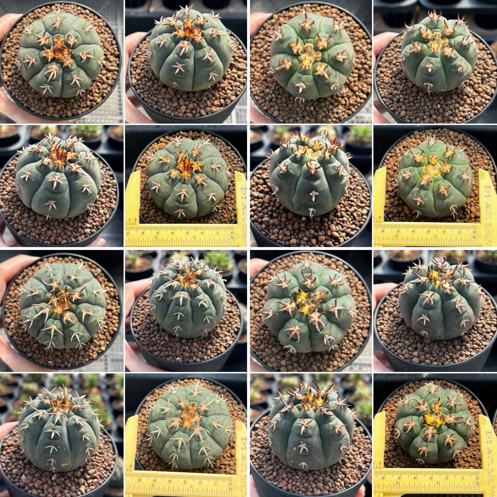 Gymno Spegazzinii: ยิมโนสเปคกานิซิอาย กระบองเพชร แคคตัส