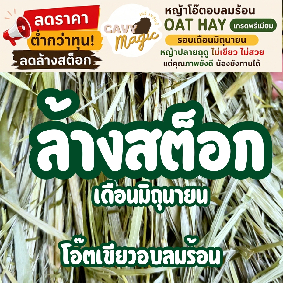 🔥ลดล้างสต็อก หญ้าโอ๊ตเดือนมิถุนายน ปลายฤดู หญ้าโอ๊ตอบลมร้อน Oat Hay 100g / 250g / 500g