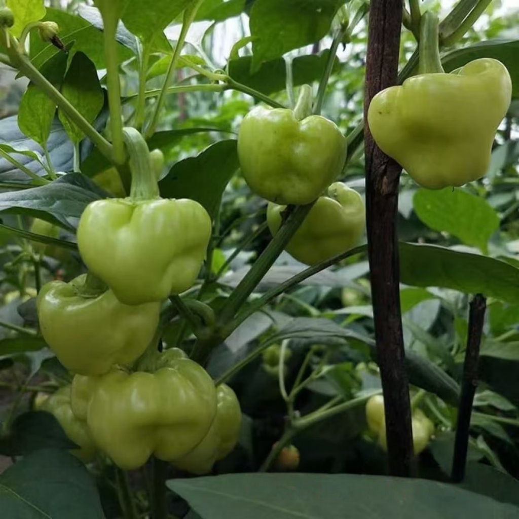 เมล็ดพันธุ์ พริกหวาน 100 เมล็ด Sweet Pepper Seeds 10 เเถม รูปที่ 3