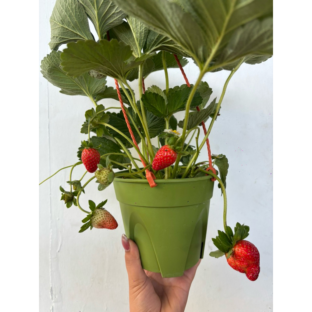 ต้นสตรอว์เบอร์รี นำเข้า(Strawberry plant) ค่ะ 🍓 ต้นสตอเบอรี่ ผลใหญ่