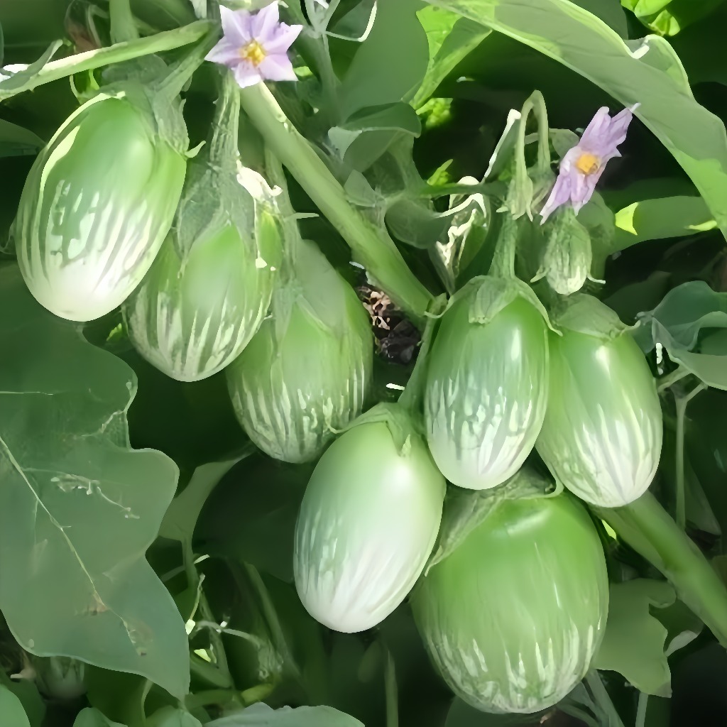 มะเขือเปราะเจ้าพระยา 200 เมล็ด Thai Eggplant Seeds [ 10 เเถม 1 คละได้ ]
