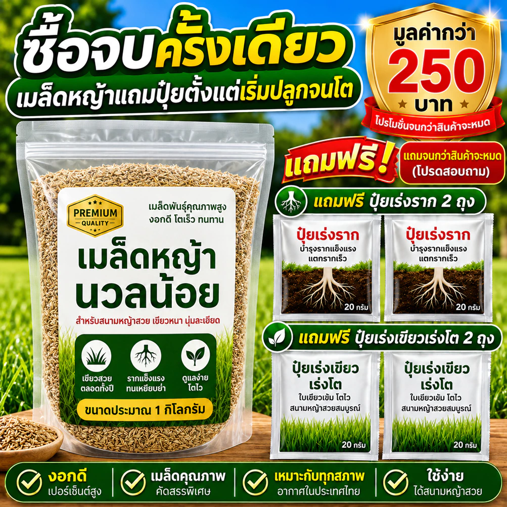 เมล็ดหญ้าสนาม หญ้านวลน้อย 500 - 1000 กรัม แถมฟรียาเร่งราก+ เร่งโต +เร่งเขียว มูลค่ากว่า 250 บาท ส่งฟรี