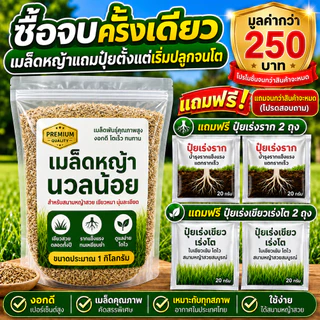 เมล็ดหญ้าสนาม หญ้านวลน้อย 500 - 1000 กรัม แถมฟรียาเร่งราก+ เร่งโต +เร่งเขียว มูลค่ากว่า 250 บาท ส่งฟรี
