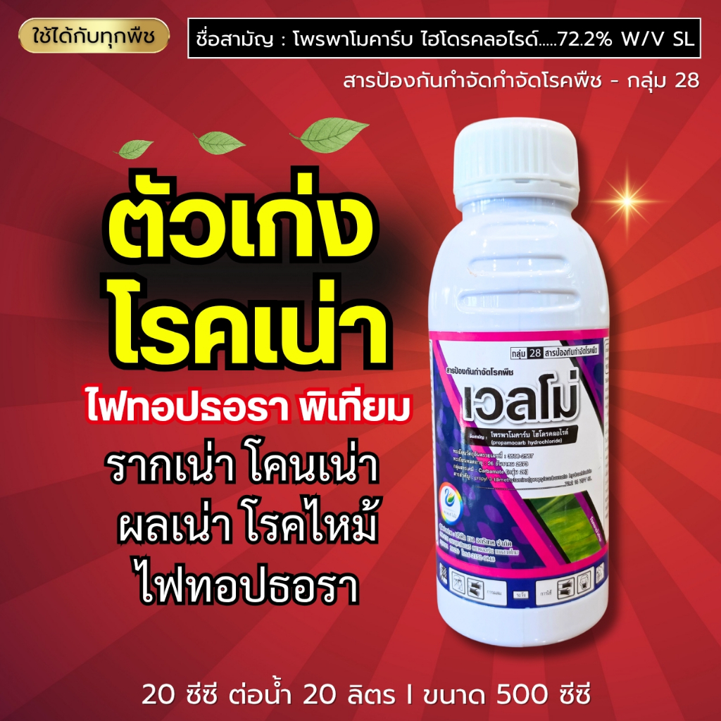 เวลโม่ (โพรพาโมคาร์บ ไฮโดรคลอไรด์ 72.2%) ตัวเก่งโรคเน่า รากเน่า โคนเน่า เน่าดำ ใบไหม้ กาบใบแห้ง ยับยั้งสปอร์เชื้อรา