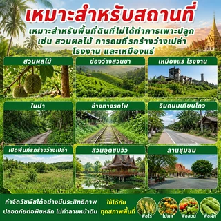 💥100% รากไม้เน่า💥ยาฆ่าต้นไม้ใหญ ยาฆ่าหญ้า 500g รากเน่ารากไม่ขึ้นอีก ยาฆ่าตอไม้ สารกําจัดกอไผ่ แบบผง สานกำจัดกอไผ่ วัชพืช