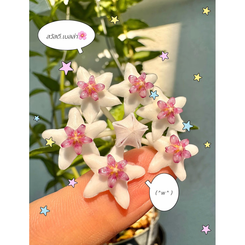 Hoya bella (albomarginata) 🌸🌸ด่างขอบ
