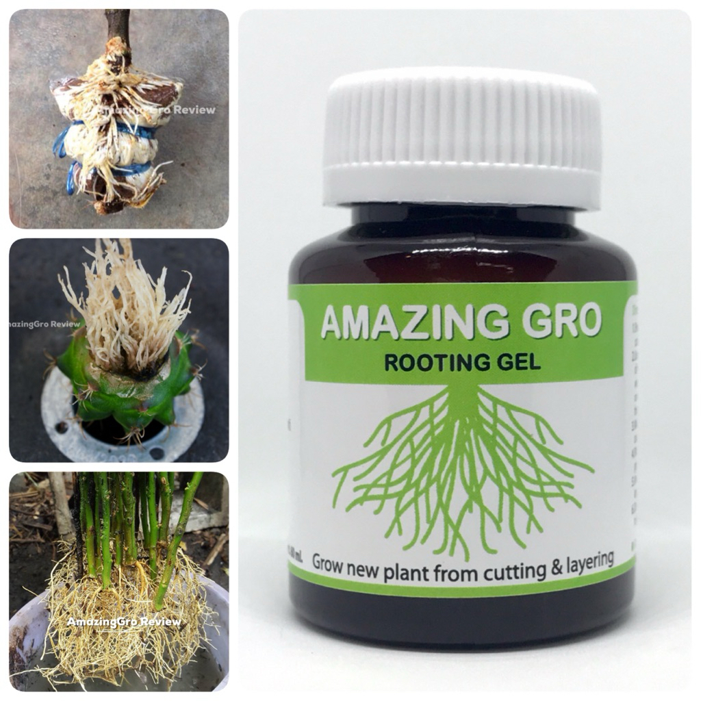 ของแท้ เจลเร่งราก Amazing Gro  Rooting gel น้ำยาเร่งราก กิ่งตอน ปักชำ แคตตัส ไม้ด่าง กัญชา