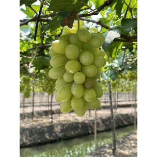 สารดอร์เม็กซ์(HGM-50)ขนาด50ซีซี.(แบ่งขาย)ใช้กระตุ้นการแตกตาขององุ่นช่วยให้การแตกตาสม่ำเสมอและดีขึ้นโดยเฉพาะช่วงอากาศเย็น