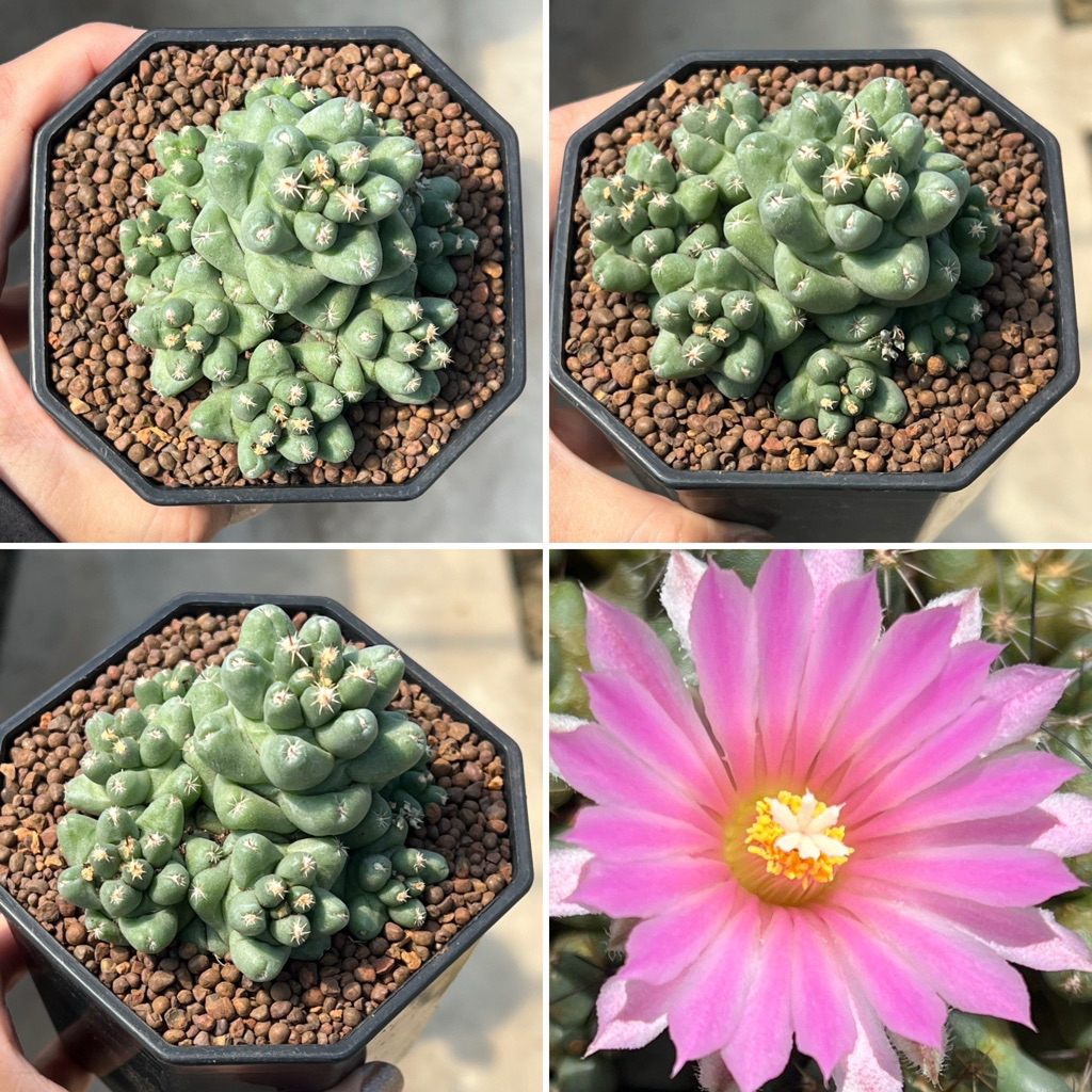 Coryphantha Runyonii  inermis: ช้าง รันโยนิไอ หนามกุด กระถาง5“ แคคตัส กระบองเพชร