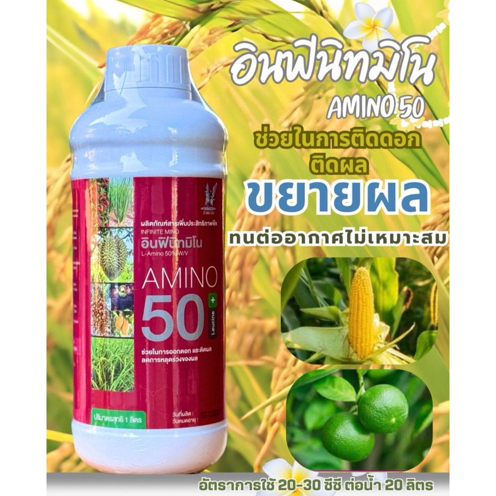 อะมิโนฝักโต ฮอร์โมนเร่งฝักข้าวโพด ใช้ได้ทุกช่วง ข้าวโพดเล็ก ข้าวโพดออกฝัก ใบเขียว ต้นแข็ง ฝักใหญ่ เมล็ดเต็ม ขนาด 1 ลิตร