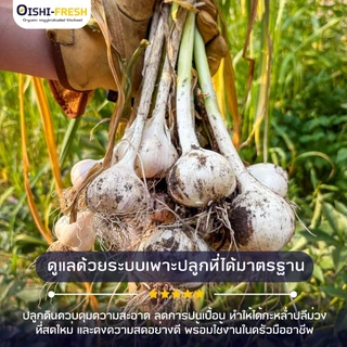 Oishi-Fresh 🧄กระเทียมจีนปลอก ปลอดสารพิษ 1 กก. รสชาติ กรอบ สด ใหม่ ใยอาหารสูง หวานออร์แกนิค จัดส่ง 24 ชม.