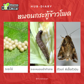 คลอแรนทรานิลิโพรล 5.17% เอสซี 1ลิตร ป้องกันกำจัดหนอน ออกฤทธิ์สัมผัสและกินน็อค ถูกตัวน็อค สามารถกำจัดหนอนได้ดี