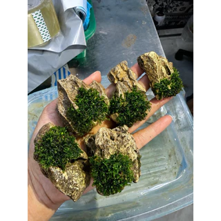หินชั้นน้ำ (ติดมอสจริง) 🌲ขนาด4-5cm หินสวย