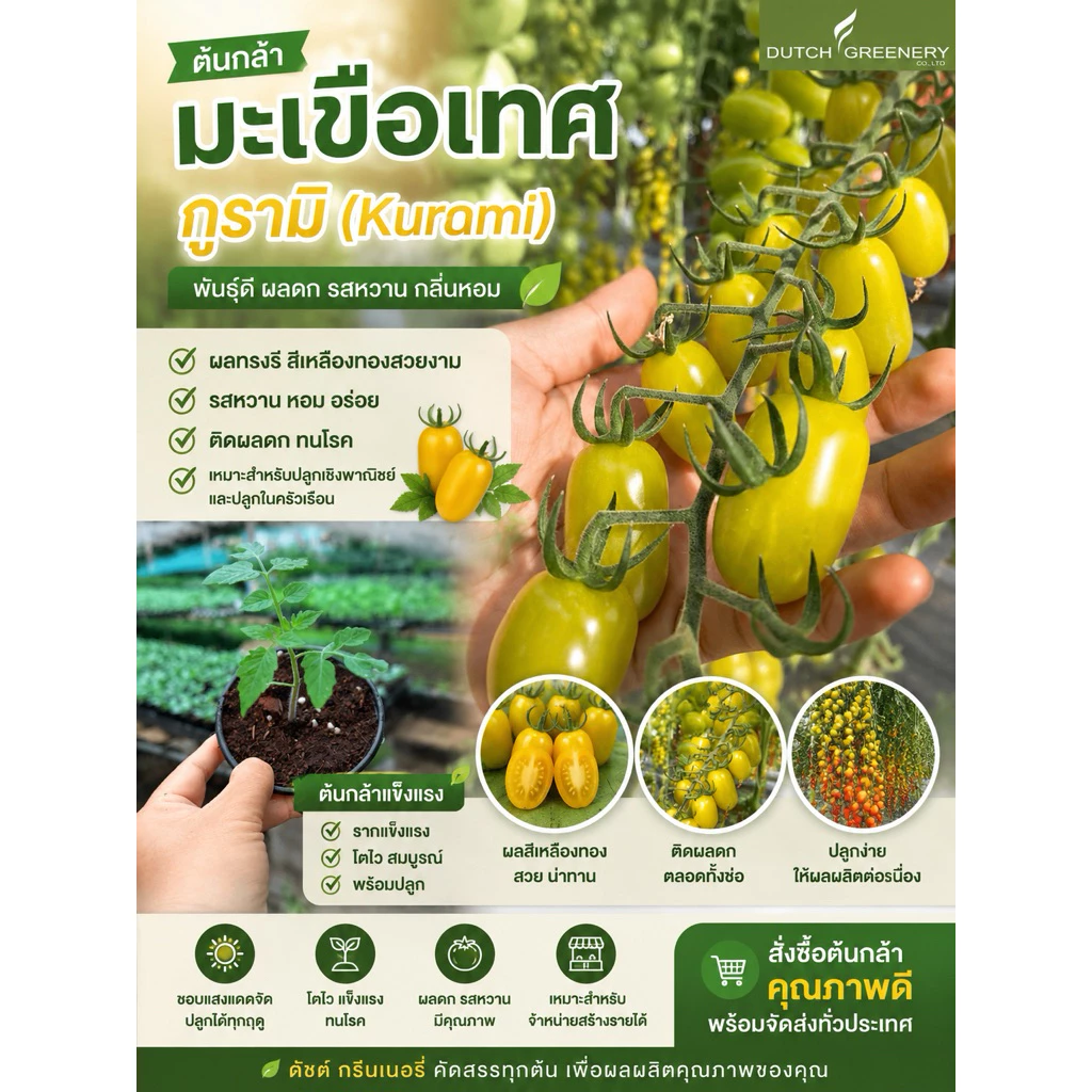 ต้นกล้ามะเขือเทศทานสด กูรามิ / ฟาวิโอ้ /โครมีส เพาะจากเมล็ดพันธ์แท้ F1