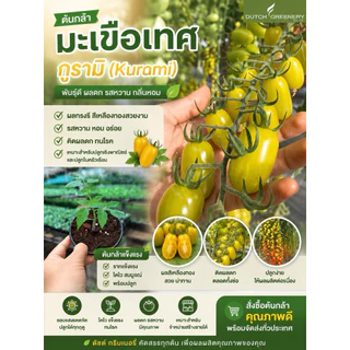 ต้นกล้ามะเขือเทศทานสด กูรามิ / ฟาวิโอ้ /โครมีส เพาะจากเมล็ดพันธ์แท้ F1