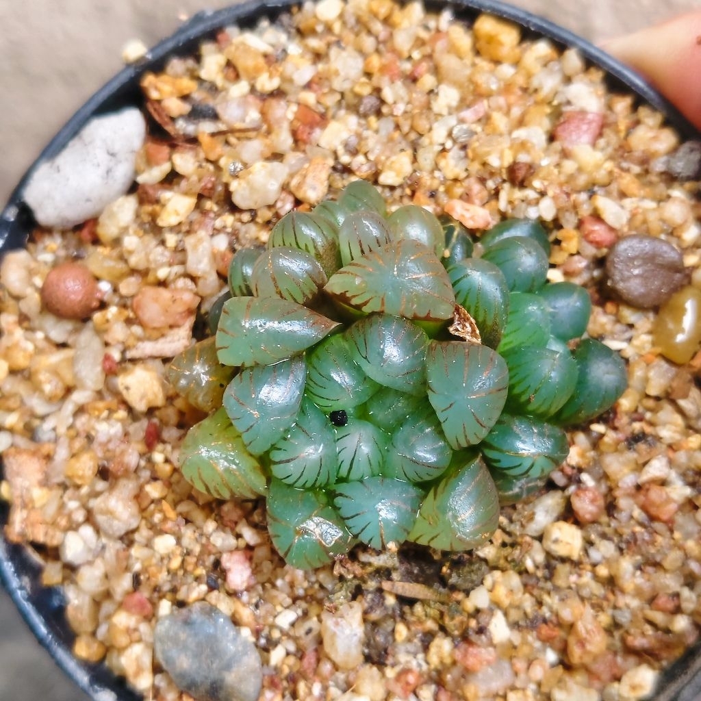 ฮาโวเทีย หยดน้ำ Haworthia cooperi var.truncata แคคตัส กระบองเพชร ราคา38บาทกระถาง3นิ้ว