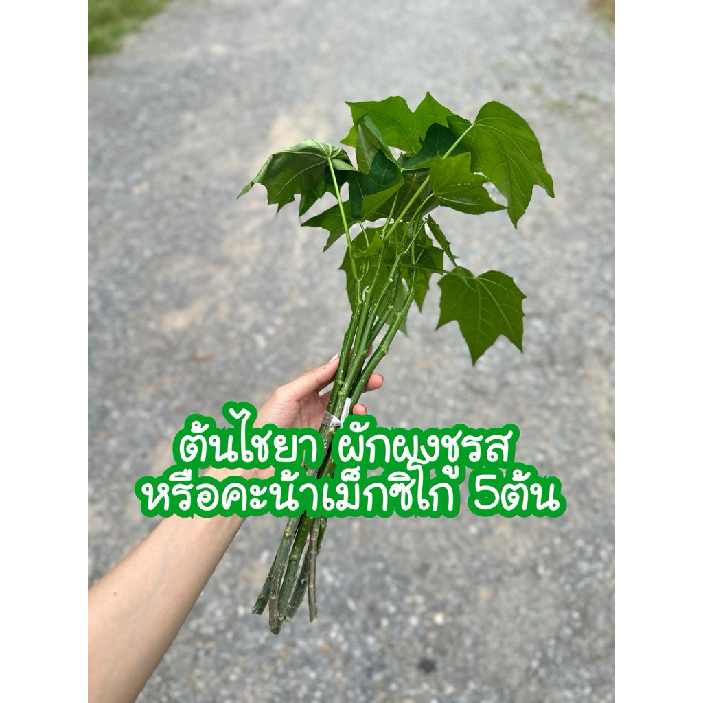 ต้นไชยา หรือ คะน้าเม็กซิโก หรือ ผักผงชูรส(1ชุด5ต้น)