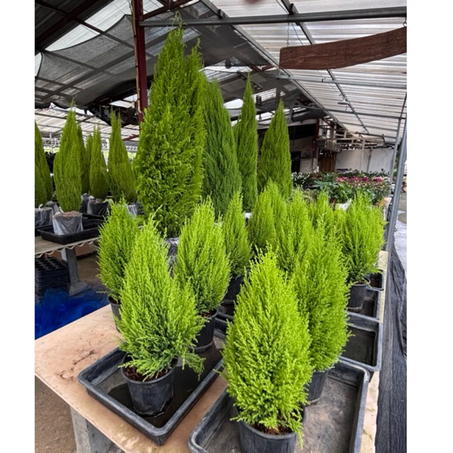 พร้อมส่ง10/9/26#สนเลม่อนพุ่มหนา ใบแข็ง ทน #ต้นสนเลม่อน #Cupressus macrocarpa สูง50-60cm พุ่มอวบ