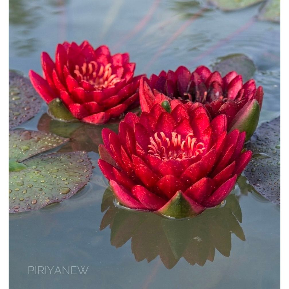 บัว "Manee Red" มณีเรด ดีกรีแชมป์โลก สีแดงเข้มสด ฟอร์มดอกกลมสวยเนี๊ยบมาก