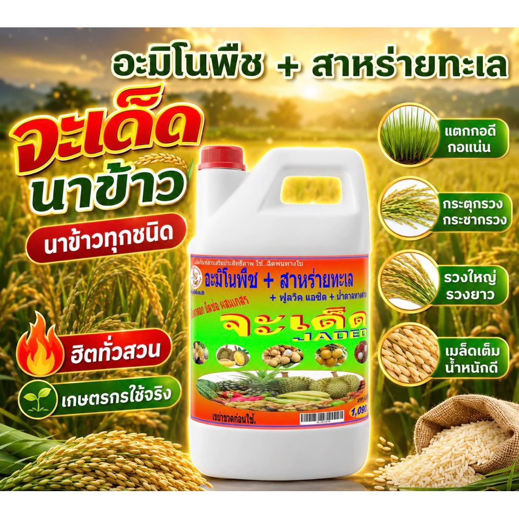 จะเด็ดสำหรับ นาข้าวอะมิโน นํ้าตาลทางด่วน สาหร่ายทะเล อาหารพืช ฮอร์โมนพืช
