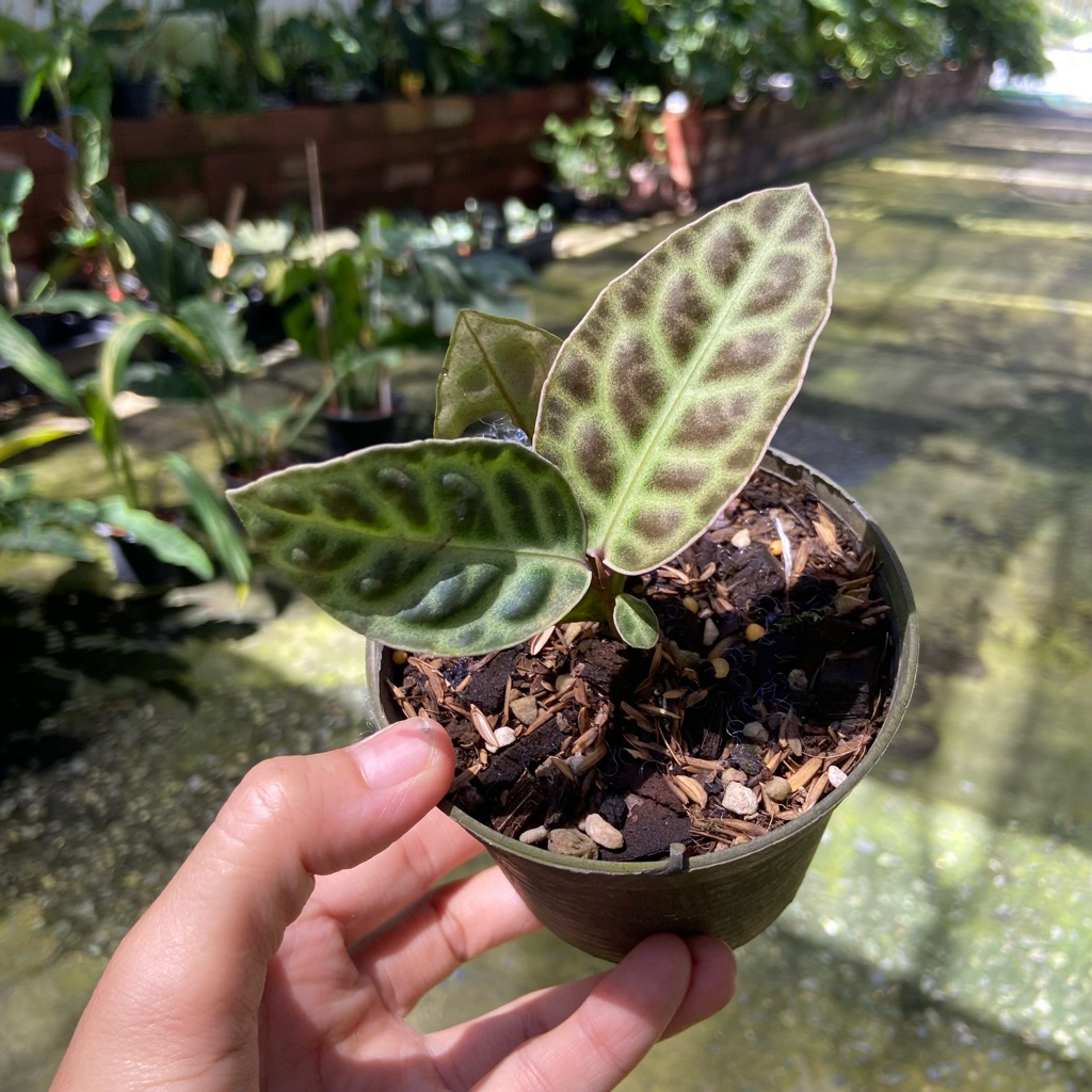 Labisia sp. 'Turtle Back' ลักษณะเด่นคือใบมีเนื้อสัมผัสขรุขระคล้ายกระดองเต่า