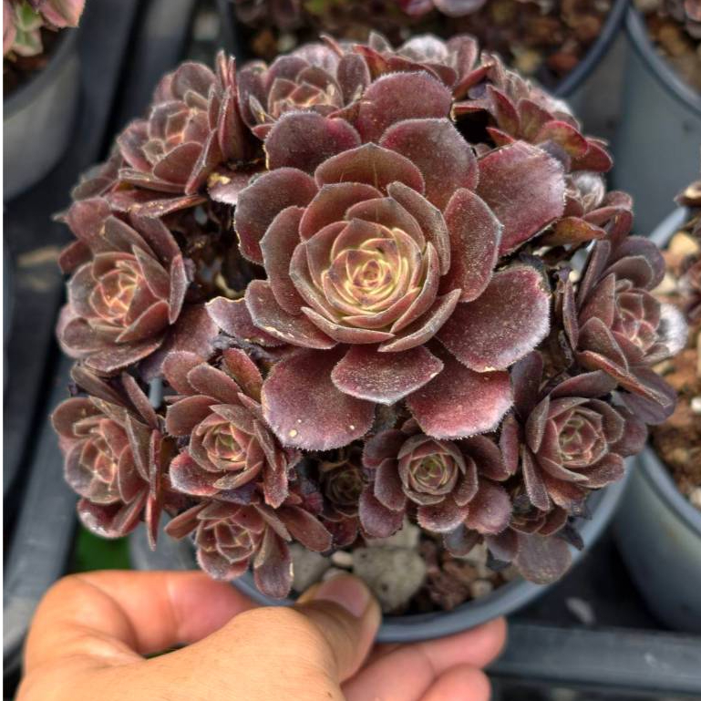 [ สินค้าพร้อมส่งด่วน ] กุหลาบหิน Aeonium peach blossom stone variegated | succulent echeveria