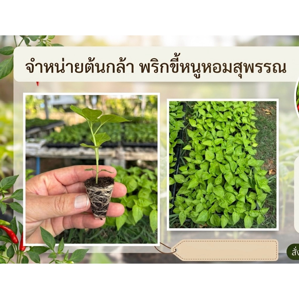 ต้นกล้าพริกขี้หนูสวน 10 ต้น แถม 2 ต้น