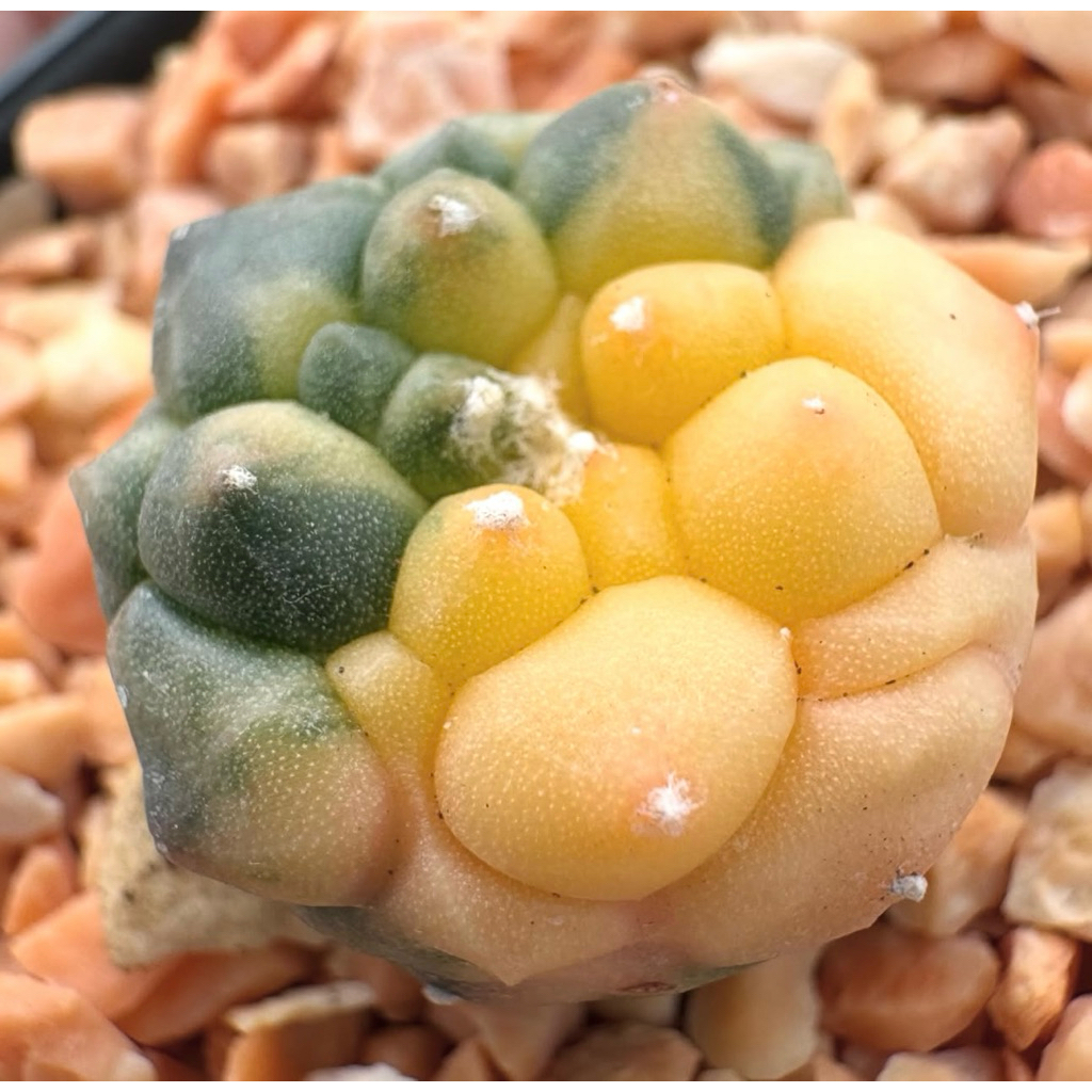 เต่าด่างเต้าคัดฟอร์มเทพ ด่างกระจายสวยละลาย😳💚Astrophytum asterias KIKKO VARIEGATED เต่าด่าง เต้าสวย เนื้อแน่น สวยทุกองศา🔥
