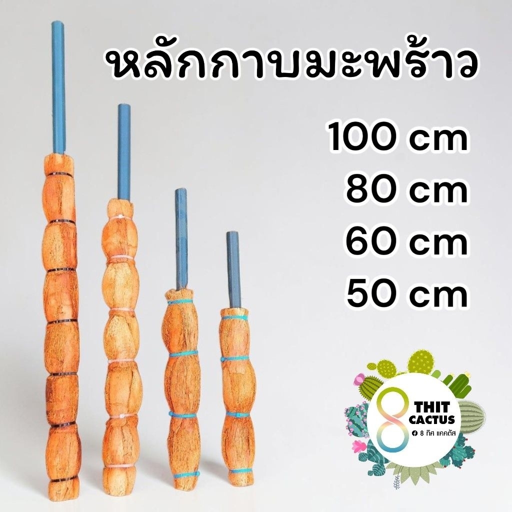 ##++ หลักไม้เลื้อย เสาไม้เลื้อย หลักกาบมะพร้าว ตอ หลัก 50 60 80 100 cm. 100+5