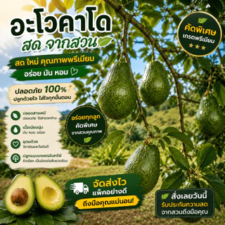 [ขายส่ง] อโวคาโดคัดส่งอย่างดี [กล่อง 5 กิโลกรัม]