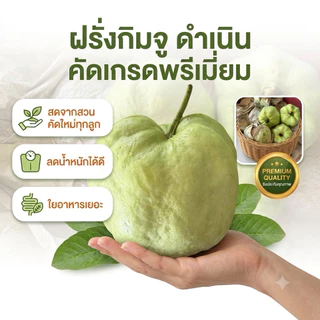 3-5 กก. ฝรั่งกิมจู คัดเกรดพรีเมี่ยม ส่งตรงจากสวน สด ใหม่ 100%