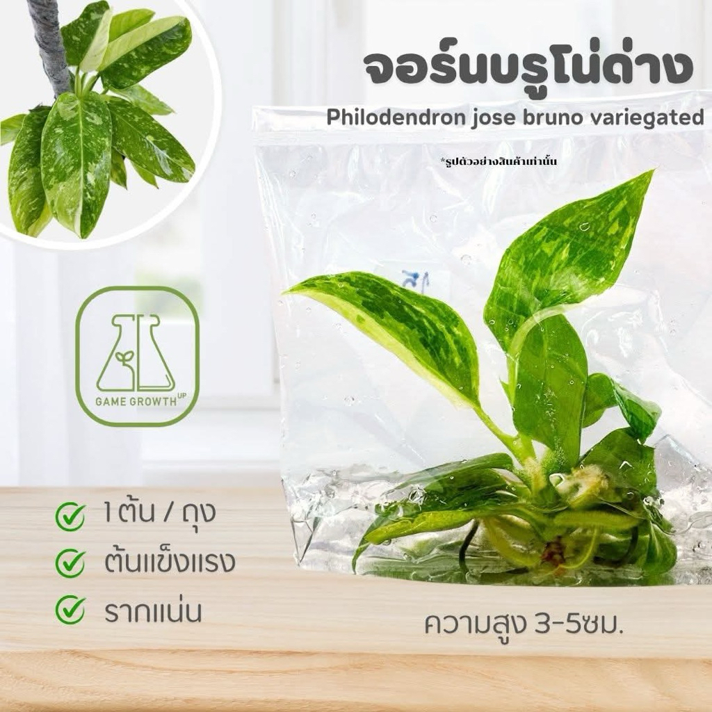 จอร์นบรูโน่ด่าง : Philodendron Jose Bruno ไม้เนื้อเยื่อ