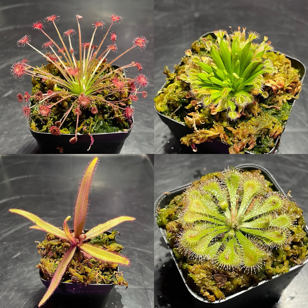 หยาดน้ำค้าง (Drosera) หลากหลายสายพันธุ์พืชกินแมลง 'Sundew'