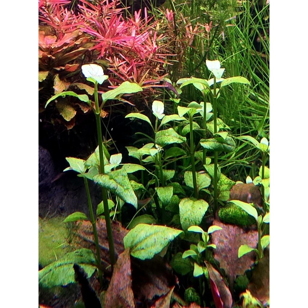 Acmella repens แอคเมลลา รีเพนส์