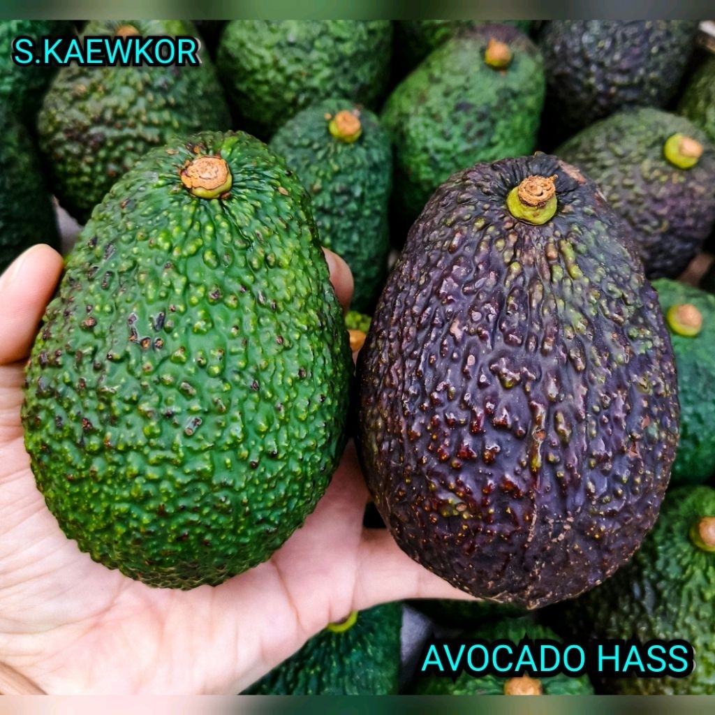(ขายเป็นลูก)​ อโวคาโด​พันธุ์​เเฮส​(Avocado​ Hass​ Extra​)​ลูกใหญ่​ 220กรัม​ขึ้น​(ราคาลูกละ​ 69​ บาท)