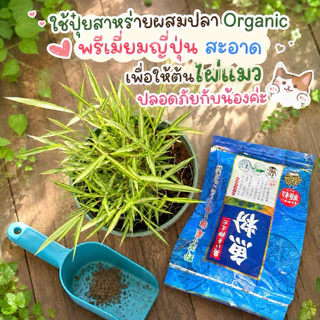 ต้นไผ่แมว กระถางGarden 6"มีจานรอง ปลูกให้แล้วในดินและปุ๋ยอินทรีย์ ไร้โลหะหนัก ไผ่เงิน หญ้าแมว